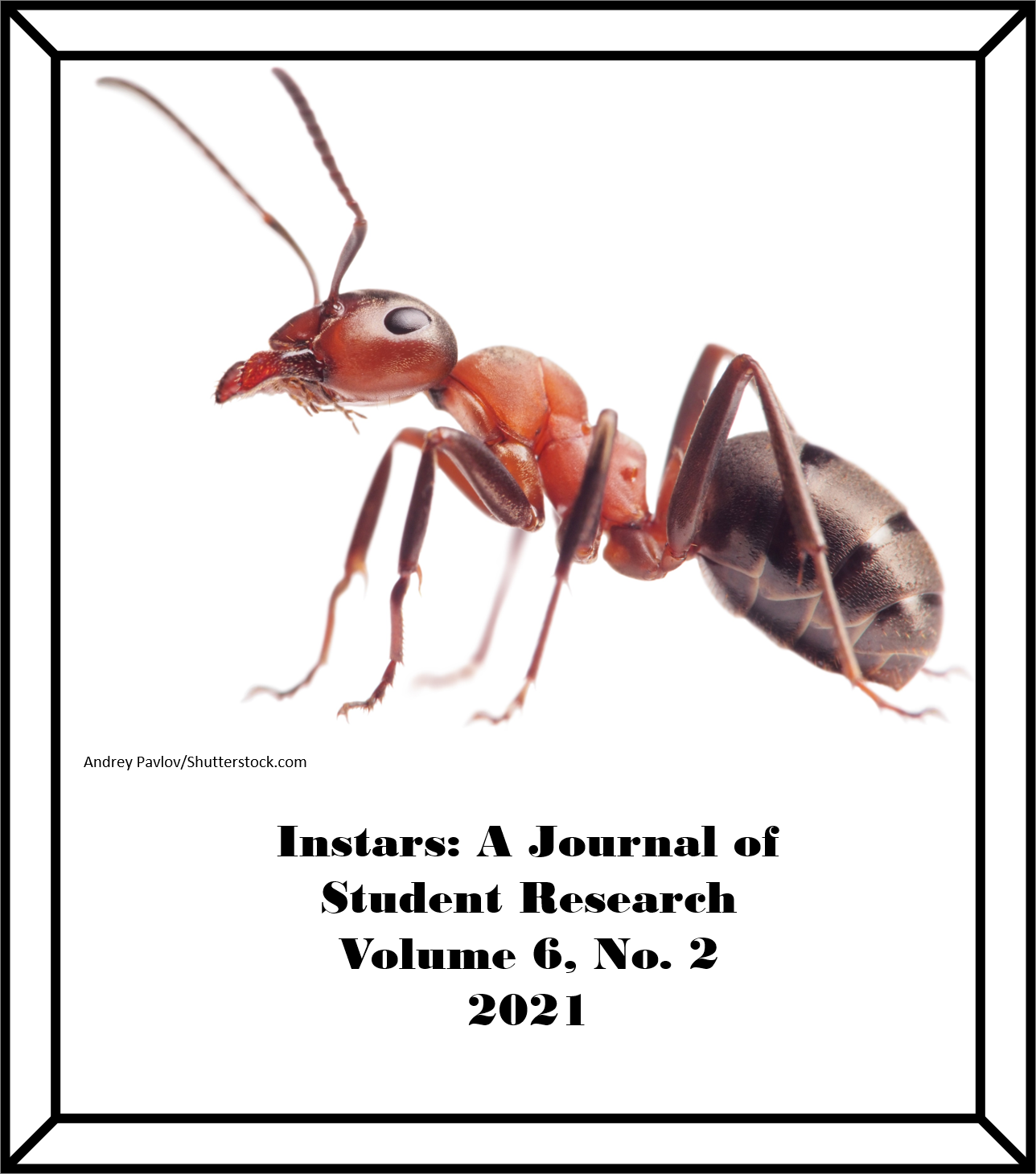 Red ant on white background Instars Volume 6 Number 2 2021